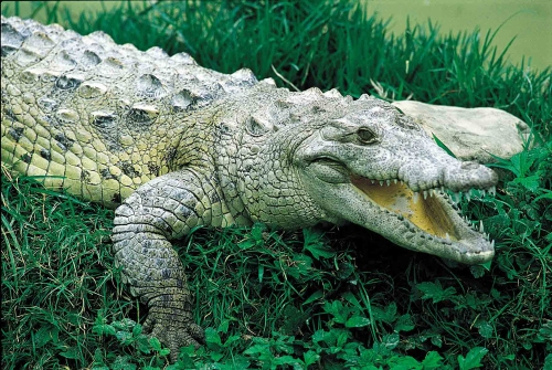 crocodile.jpg