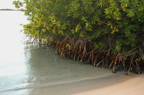 mangrove_gr01