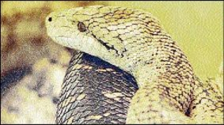 Jamaican boa a protected species – Repeating Islands